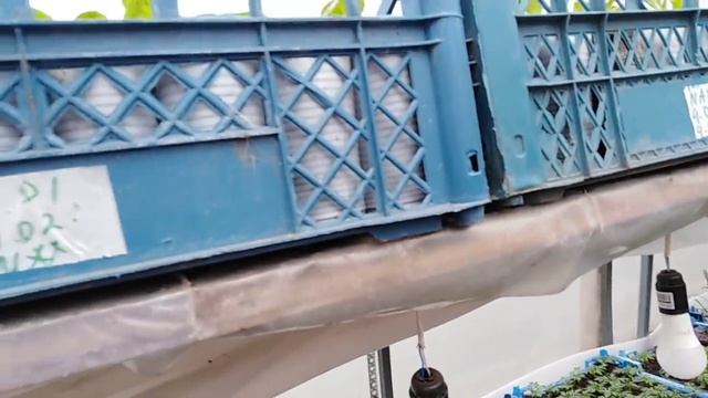 Тепличные дела. Егорьевский черенок. Пикировка махровой петунии. смотреть онлайн