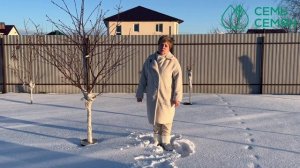 Пора! Начинаем обрабатывать плодовые деревья ранней весной!