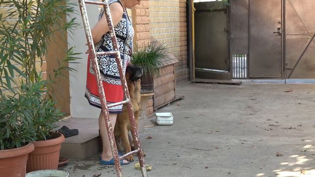 Выпускайте ТАЙСОНА! Красавец Кобель Немецкой Овчарки 4 года. Одесса смотреть онлайн