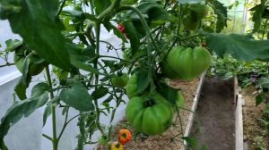 Обзор сорта Черный ананас. ??Что происходит в теплице в конце августа.?