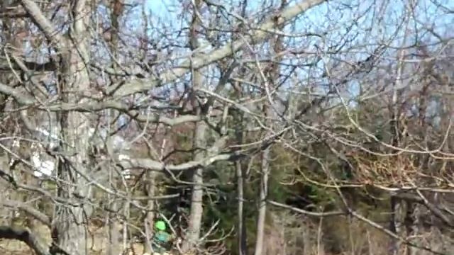 didja git yer tree stuck? смотреть онлайн