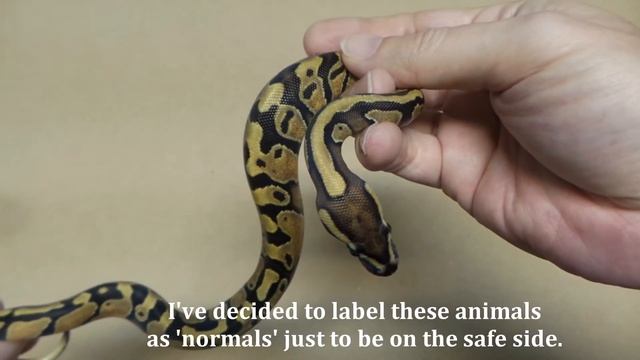 Banana Enchi Ball Python Clutch смотреть онлайн