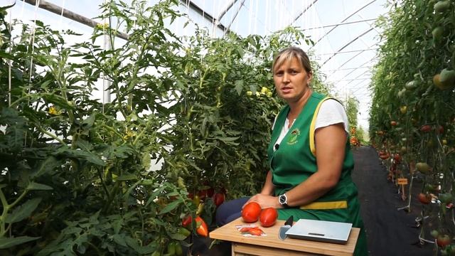 Томат Сибирская Тройка (Народное тестирование 2019) - Обзор №14 смотреть онлайн