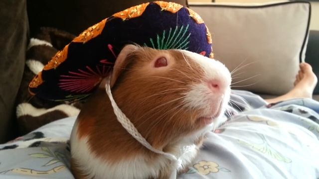 Calvin in a sombrero смотреть онлайн