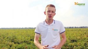 Жаростойкий  томат ГАЛИЛЕЯ F1 / GALILEA F1 Отзыв