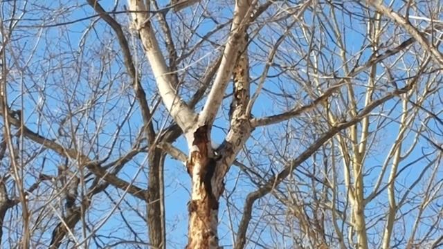 Черный дятел в лесу .Black woodpecker in the forest смотреть онлайн