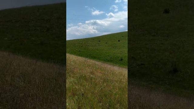 Какая красота 😍 Мы с Винником гуляем на новом месте🥰 Американский кокер спаниель Винни 💕 смотреть онлайн