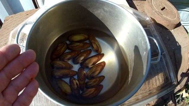 РЕЧНАЯ " УСТРИЦА " ! ГОТОВИМ ПРОСТО И ВКУСНО ! смотреть онлайн