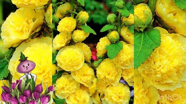 Алцея (штокроза) Chipollino flowers смотреть онлайн
