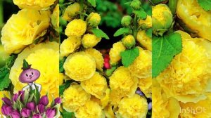 Алцея (штокроза) Chipollino flowers