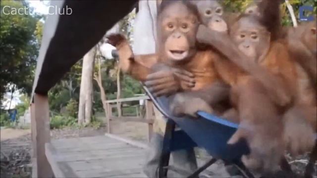 Подборка приколов /15 #Где моя сосиска? смотреть онлайн