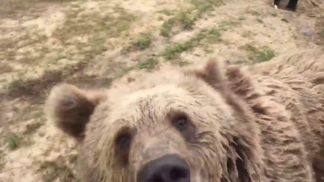 Медведь открыл для себя бассейн смотреть онлайн