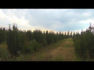 Выращивание кизила и сливы в фермерском хозяйстве «Вариант» Николая Гусакова