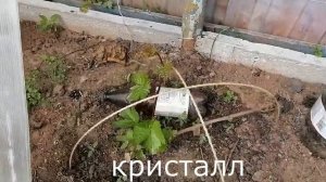 результат весеннего разгона винограда.