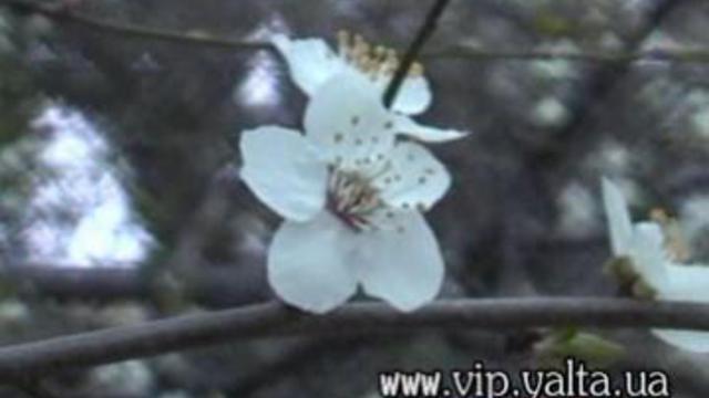 Отдых в Крыму. Сдам коттедж в Гурзуфе близко к морю.