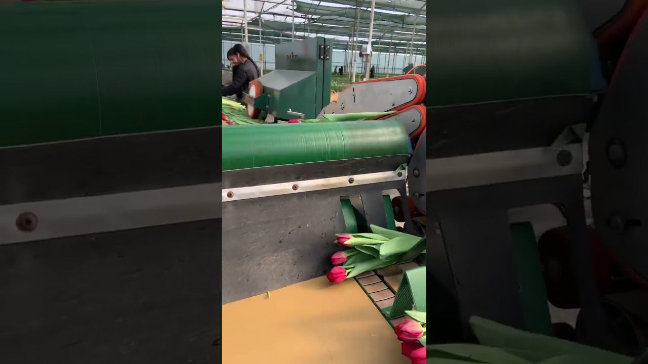 Уборка тюльпанов сезон 2022 года