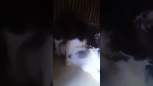 proses perkawinan kucing peaknose x medium, part 1 смотреть онлайн