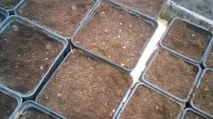 Магнолия  выращивание из семян