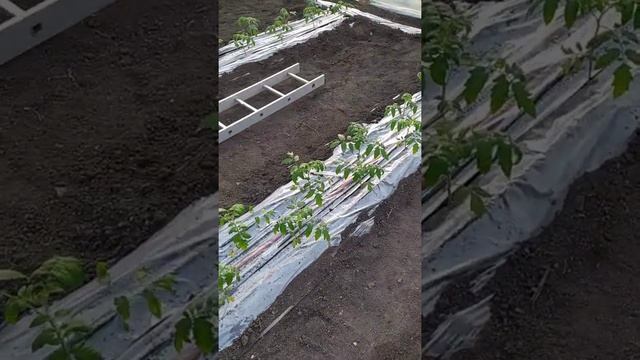 какие дела у нас в теплице на 5.02.2022! смотреть онлайн