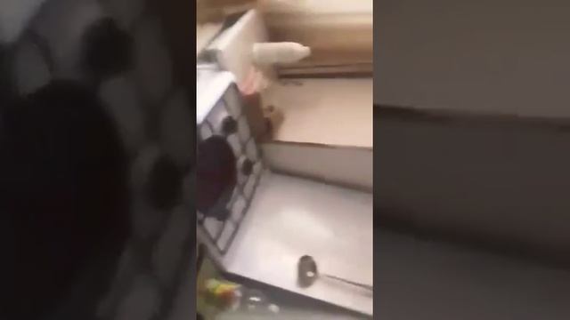 Кипяченое масло и вода!! смотреть онлайн