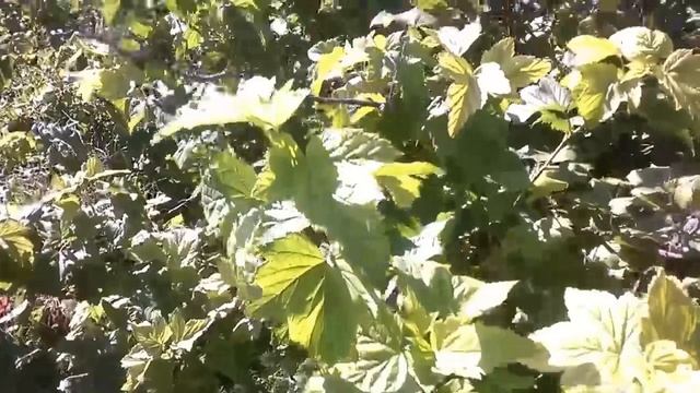 Ежемалина, Ежевика, Желтая Малина Мы в гостях у друзей смотреть онлайн