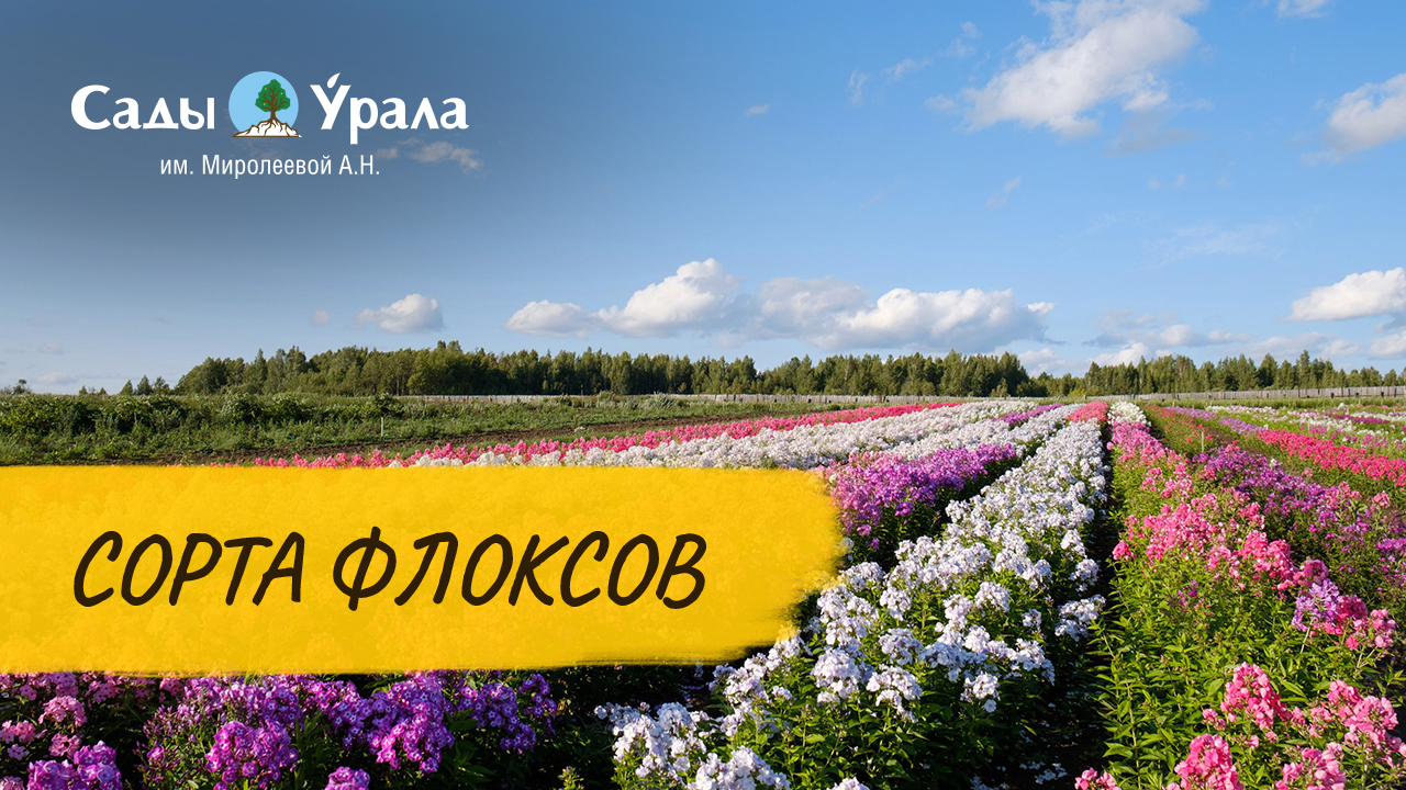 Флоксы - сорта. Как и чем подкормить для лучшего цветения. Телепередача Земля Уральская. Архив 2011 смотреть онлайн