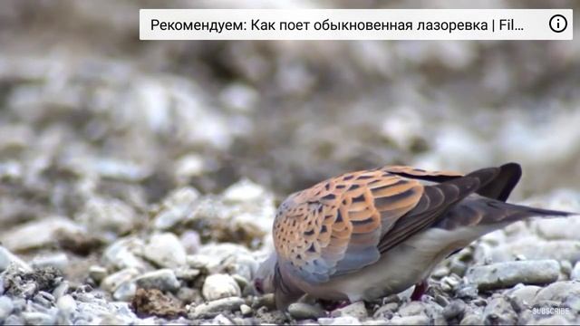 Обыкновенная горлица.