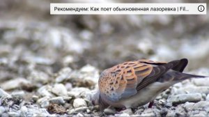 Обыкновенная горлица.