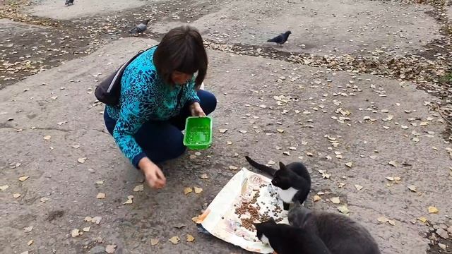 Красивые коты Днепра ищут дом смотреть онлайн