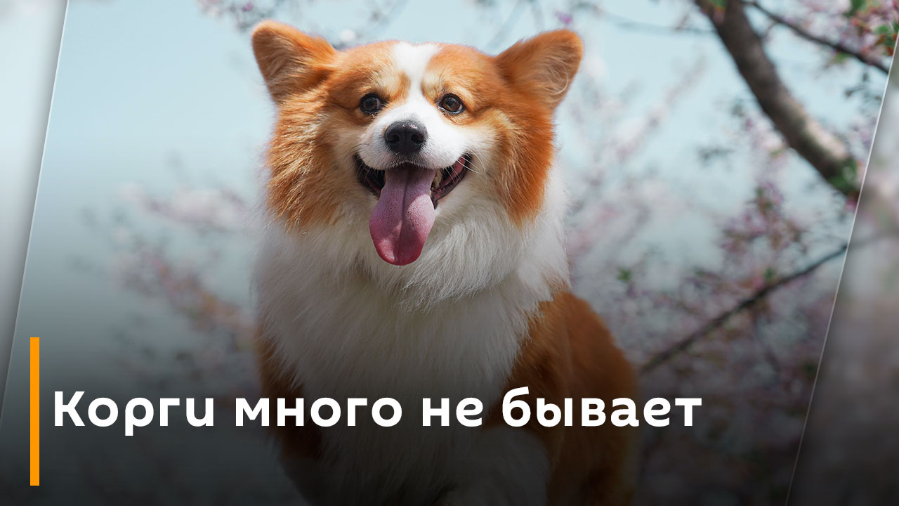 Корги много не бывает смотреть онлайн