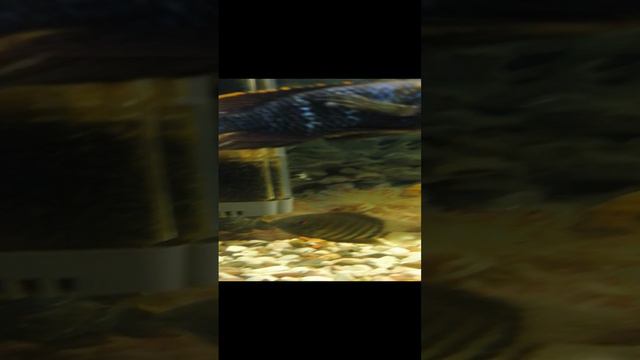 Акара и сомики