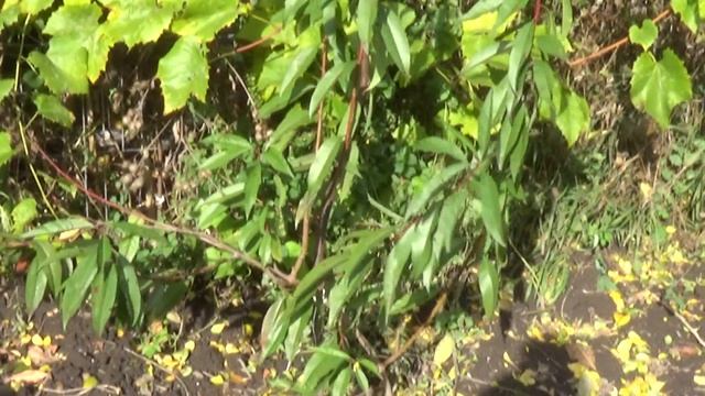 Ранний желтоплодный персик - осень 2016 года, 3-летнее деревцо. смотреть онлайн