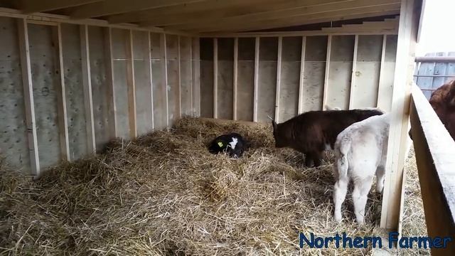 The Last Calf Shed Is DONE!!! смотреть онлайн