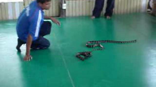 пхукет. змеиная ферма смотреть онлайн