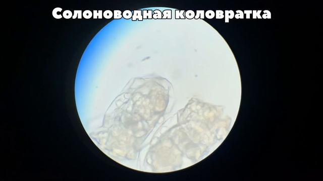 Микромир морского аквариума смотреть онлайн