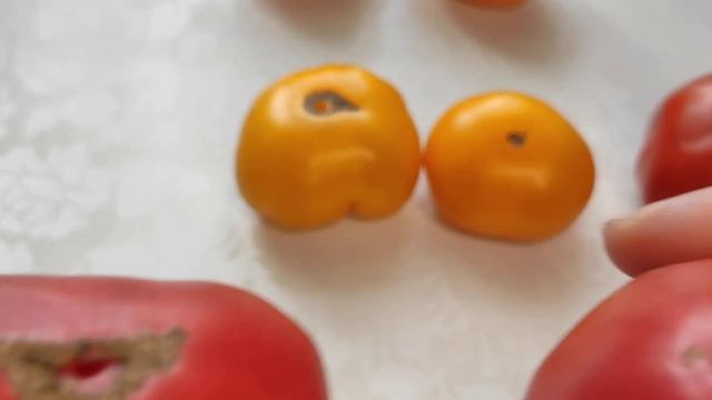 Как различать ЖЕНСКИЕ и МУЖСКИЕ томаты смотреть онлайн