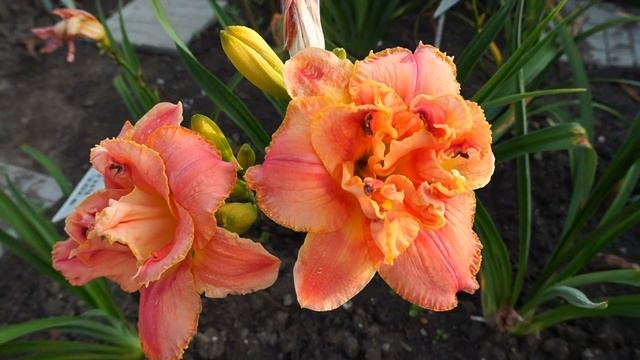 Лилейник DOROTHY AND TOTO смотреть онлайн