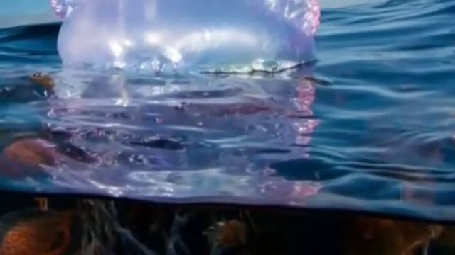 Португальские кораблики смотреть онлайн