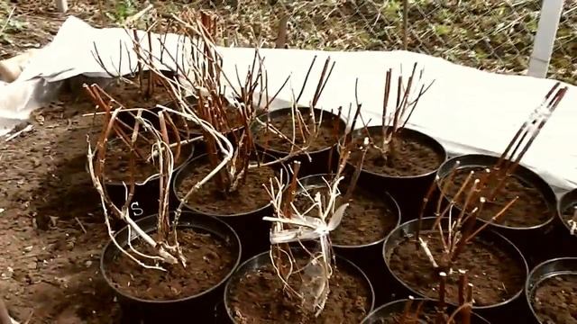 Часть1 2013г Саженцы гортензии древовидной ''Pink Annabelle'' смотреть онлайн