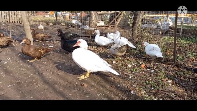 Обзор племенных семей мускусных уток//открыта запись на сезон 2022г. смотреть онлайн