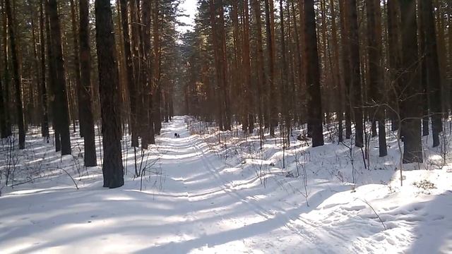 Дозя(питбуль рабочих кровей), Майбах и Петруша смотреть онлайн