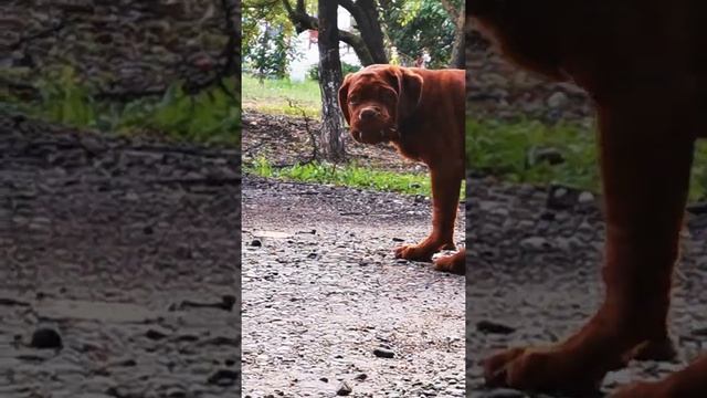 Бордоский дог смотреть онлайн