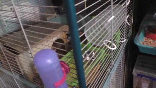 НОВАЯ ОГРОМНАЯ КЛЕТКА ДЛЯ КРЫС FURET TOWER смотреть онлайн