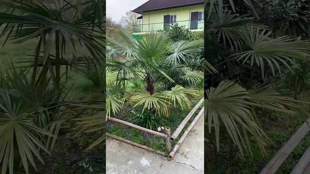 Прекрасное утро выходного дня! Природа просыпается! #всочиумаши смотреть онлайн