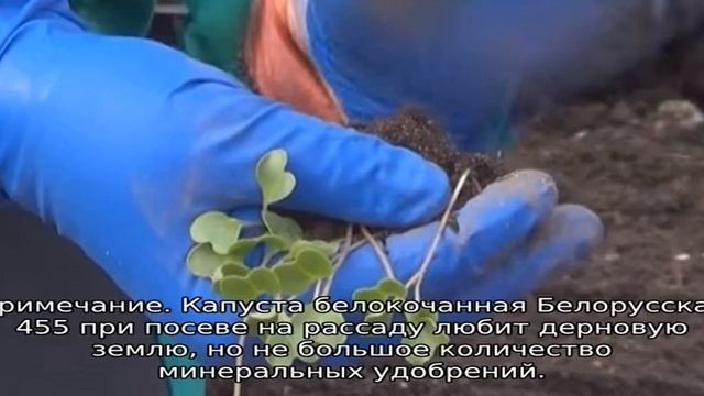 Капуста Белорусская смотреть онлайн