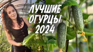 241. Самые урожайные и вкусные огурцы для теплицы, лучшие гибриды и сорта. Семена огурцов, как вырас