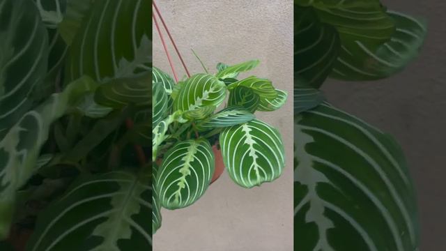 Maranta Lemon Lime * Maranta Lemon *pet Safe Plant * Beginner's Friendly