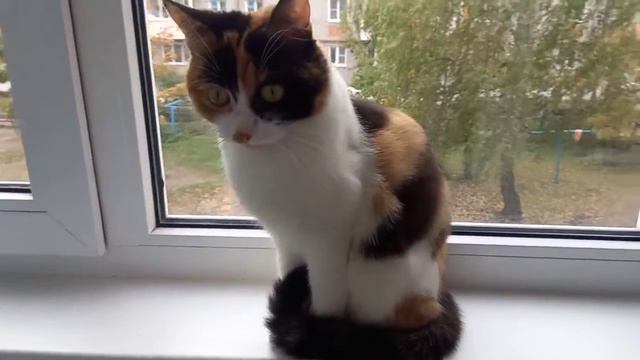 Кошка хочет гулять | Вита | Смотри описание