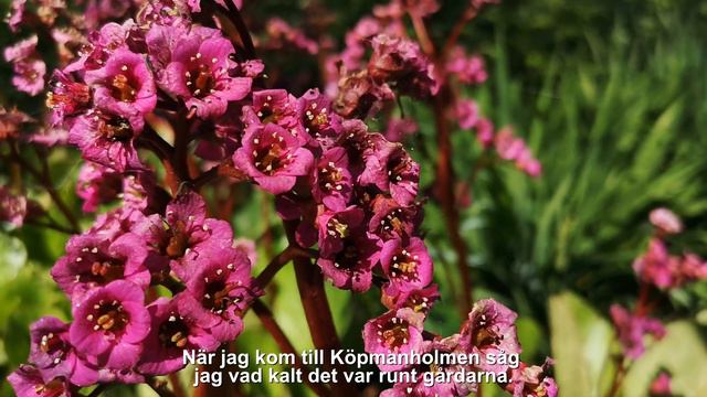 Ingeborg Hedberg - Nätrabygdens socialminister смотреть онлайн