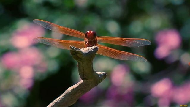 Третья часть Ужасы Острова Гигантских насекомых смотреть онлайн